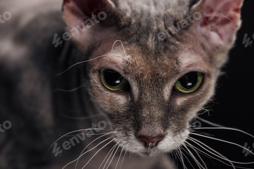 Preview: close up of domestic grey sphynx cat isolated on black