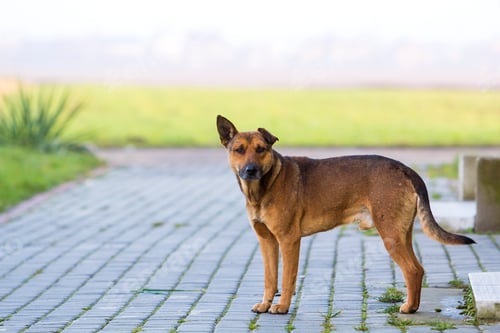 Preview: Big dog walking outdoors on a sunny day with blurred background