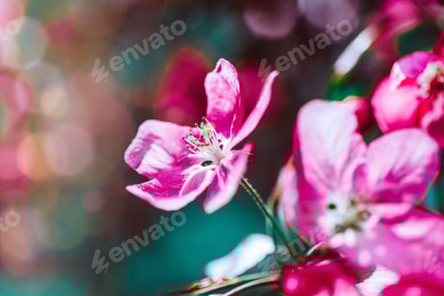 Preview: Blooming pink apple tree branches in spring