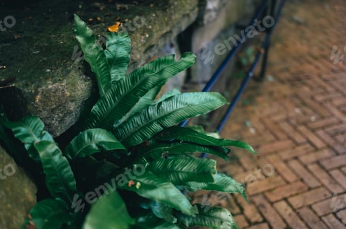 Vista previa: Green ferns growing beside a stone wall with a brick walkway in the background