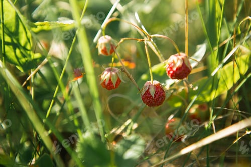 Preview: Fresh ripe red berries of wild forest strawberries on the branch behind the grass