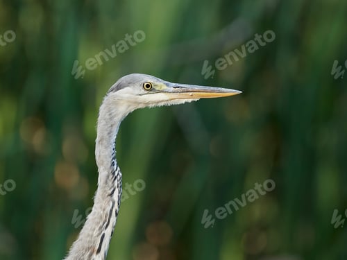 Preview: Grey Heron (Ardea cinerea)