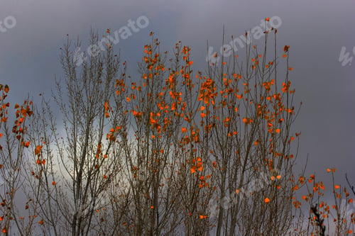 Preview: yellow poplar leaves in autumn