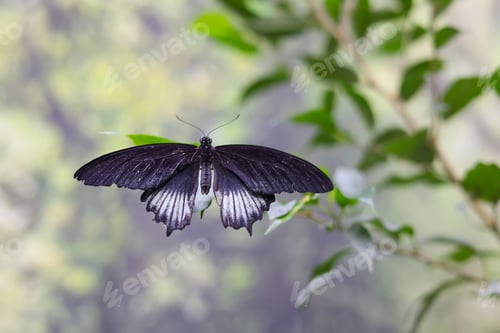 Preview: Male Great Mormon butterfly Papilio memnon resting on green leaves
