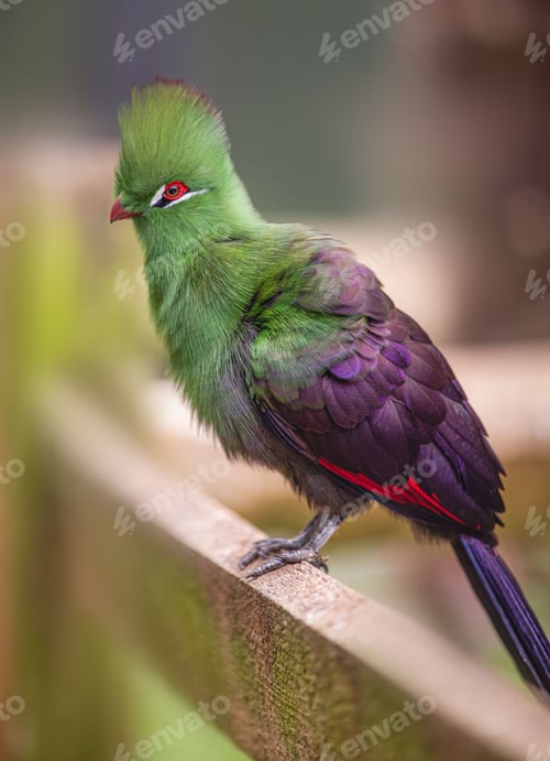 Preview: Purple finch (Haemorhous purpureus) bird perched on a twig with a lush green tree in the background