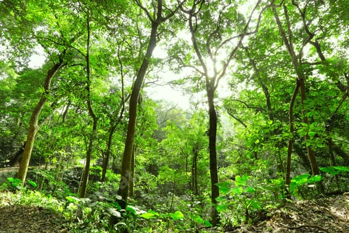 Preview: forest with sun ray