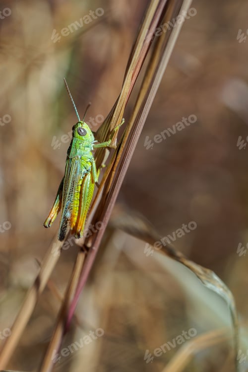 Preview: Grasshopper on a plant branch in a natural outdoor environment