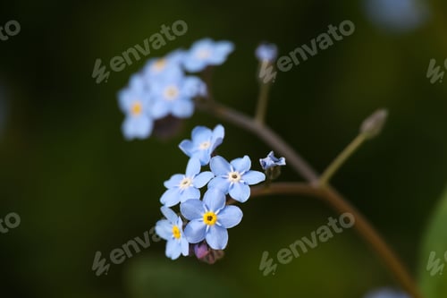 Preview: Blue forget me not flowers over green