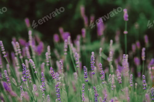 Preview: lavender flowers in a country garden