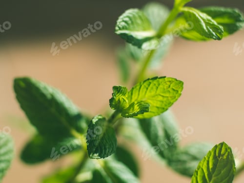 Preview: Mint herb plant macro shot on sunny day