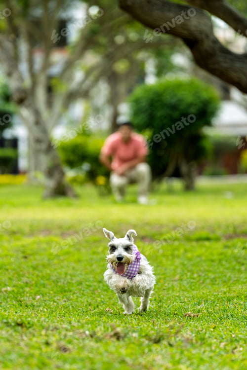 Vista previa: Perro schnauzer en miniatura corriendo en el parque hacia su dueño
