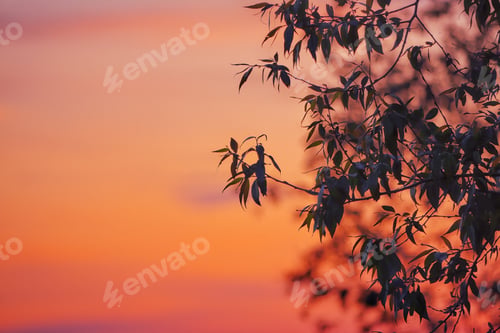 Preview: Amazing tree branches on a background sunset.