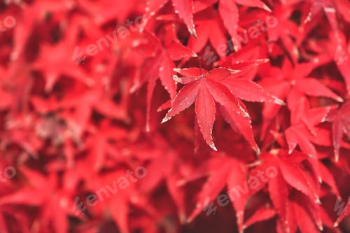 Preview: Closeup image of red maple leaves in autumn
