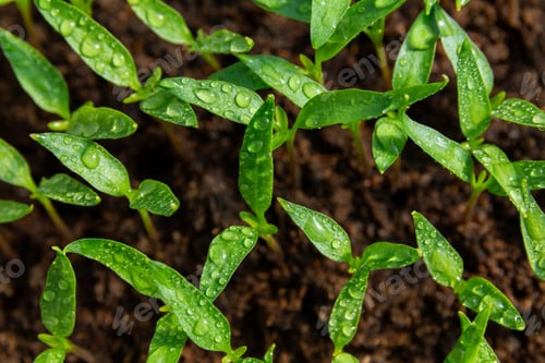Preview: Drops of water remained on pepper seedlings after watering.