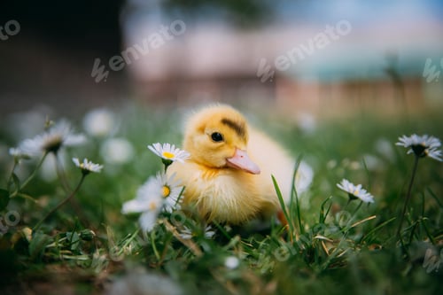 Preview: Baby Duck