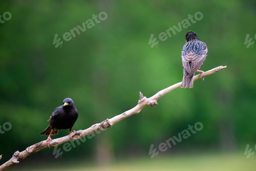 Preview: Common starling or European starling