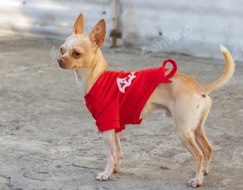 Preview: Adorable chihuahua wearing a red sweater stands on the sidewalk