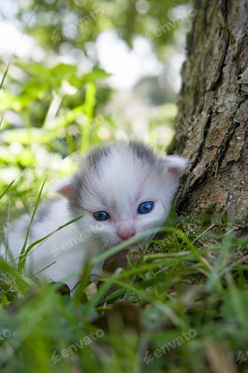 Preview: kitten playing