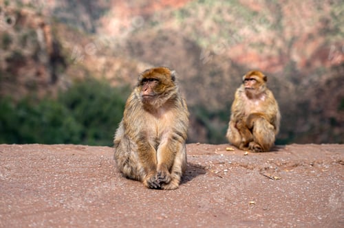 Preview: Barbary macaques resting on a rocky landscape in Morocco's natural habitat