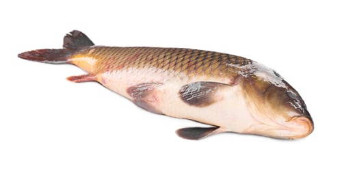 Preview: Carp fish.