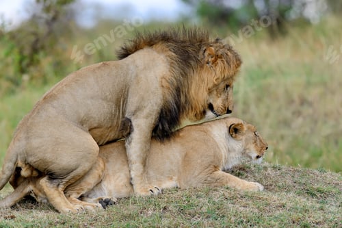 Preview: Lion in National park of Kenya