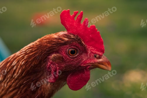 Preview: a brown and red chicken stands in grass near a blue bird