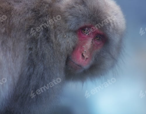 Preview: Snow Monkey of Nagano