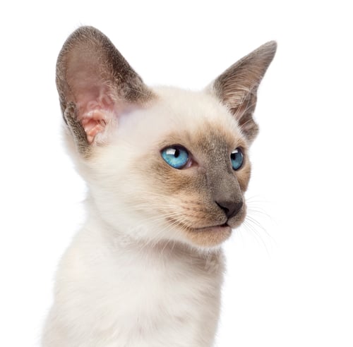 Preview: Close-up an Oriental Shorthair kitten, 9 weeks old, looking away against white background