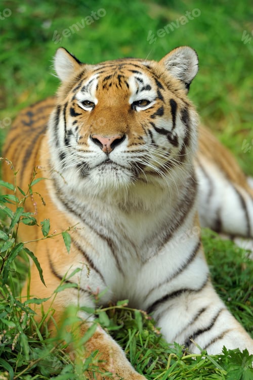 Tiger Resting Peacefully in a Grassy Field