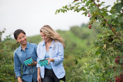 Preview: Picking blackberry fruits on an organic farm. Two women talking and walking among the fruit bushes.