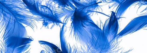 Preview: blue duck feathers on a black isolated background