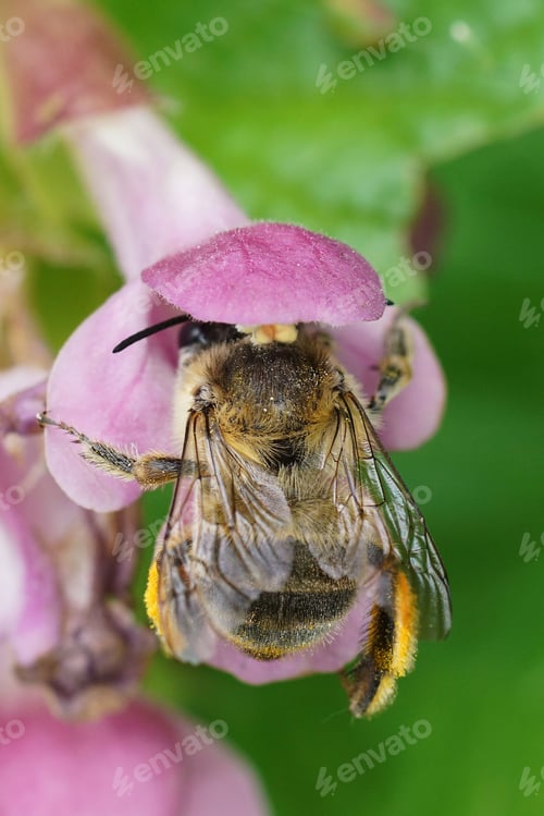 Preview: Colorful closeup on a female longhorn solitary bee, Eucera, in a Bastard balm, flower