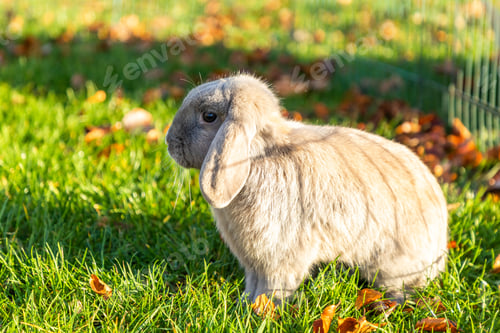 Preview: Closeup shot of a young rabbit on the grass in nature in sunshine
