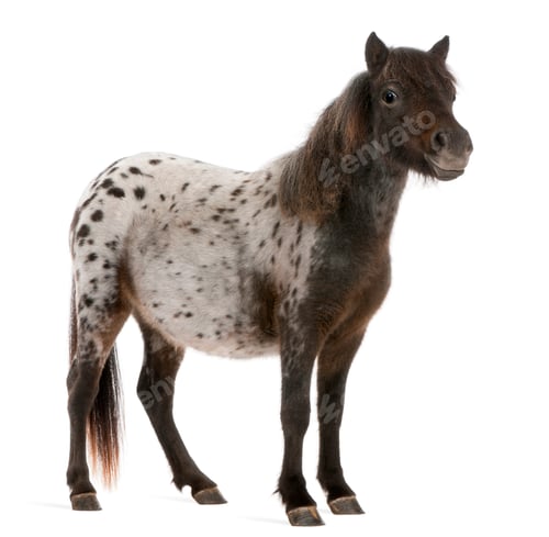 Preview: Appaloosa Miniature horse, Equus caballus, 2 years old, standing in front of white background