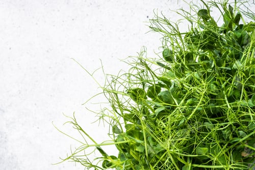 Preview: Micro greens in container, dietary supplement.