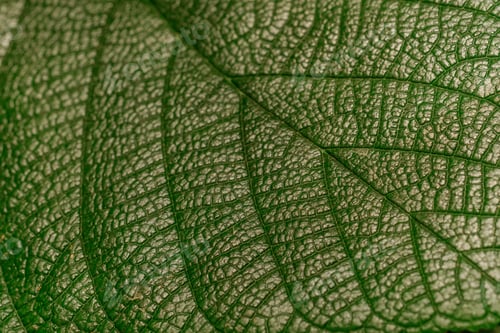 Preview: Alocasia (elephant ear) leaf in shadow for concepts of botanical beauty and tropical form