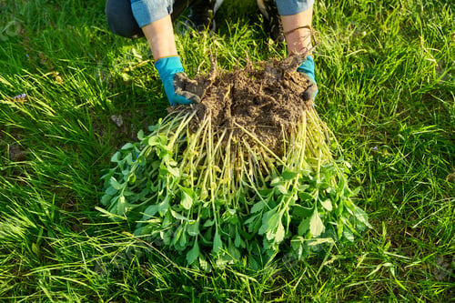 Preview: Close-up of hand in gardening gloves dividing Sedum spectabile bush