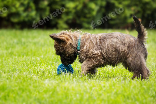 Preview: Cute cairn terrier dog on green grass in the park on a sunny day. Terrier dog breed