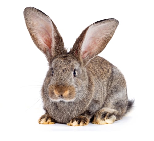 Preview: Brown rabbit on white background