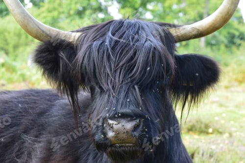 Preview: Highland cow with large horns sits in the grass