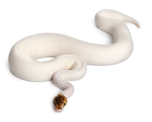 Preview: Female Pied Spider Royal python