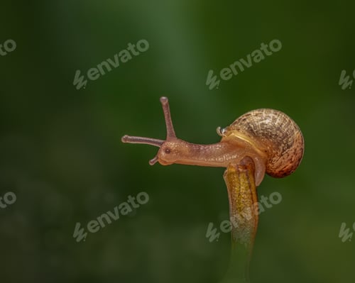 Preview: Closeup shot of a snail in a nice garden