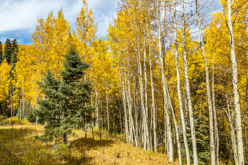 Preview: Beautiful Mountain Scenery With Streams, Valleys, And Color Changing Trees Along A Train Route From