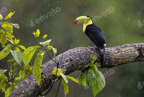 Preview: Keel-billed Toucan (Ramphastos sulfuratus) Perched in the Rain in Costa Rica