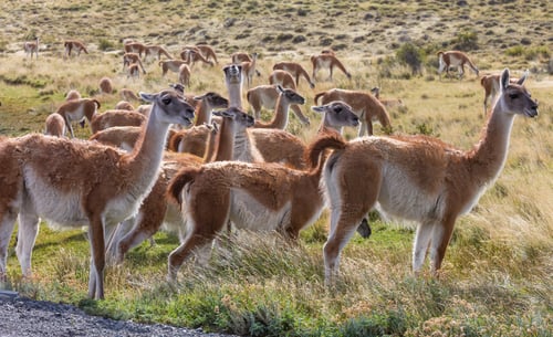 Preview: Guanaco