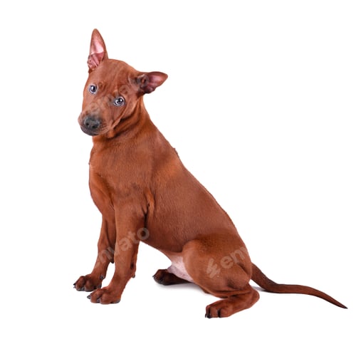 Preview: Thai Ridgeback dog