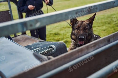 Preview: Officer and drug detection dog checking luggage in airport