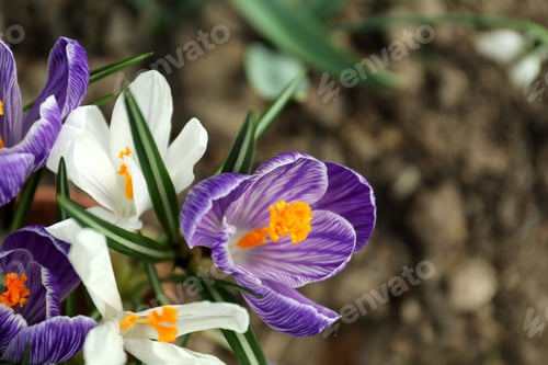 Preview: Beautiful crocuses in garden, closeup. Spring season