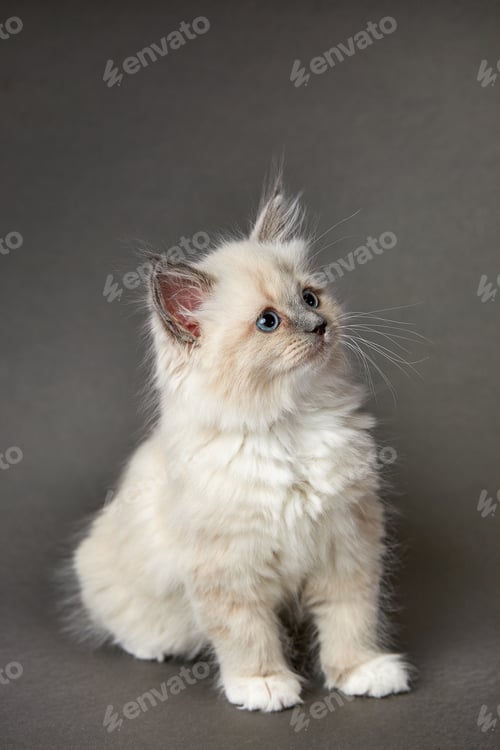 Preview: A small fluffy white kitten on a gray background, the kitten looks to the side while sitting on a