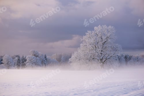 Preview: nature